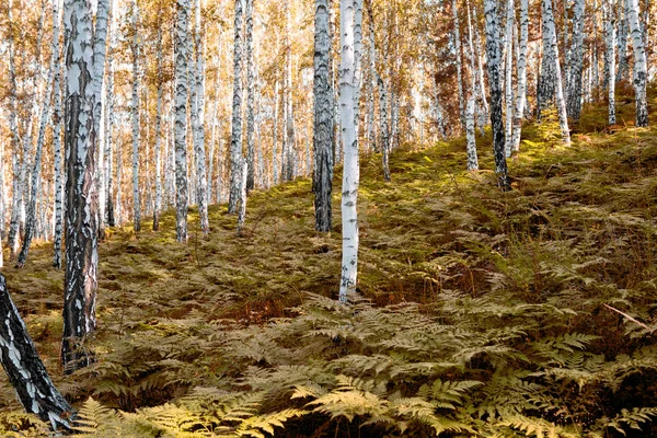 소나무 숲에서 기울기가을 — 스톡 사진
