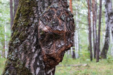 Capa ormandaki bir kişi, huş ağacı orman şeklinde ahşap büyüme büyüyen bir ağaç gövde huş ağacı