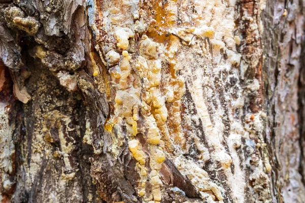 Yellow Fossil Resin Damaged Area Wood Pine Tree Damaged Bark — Stock Photo, Image