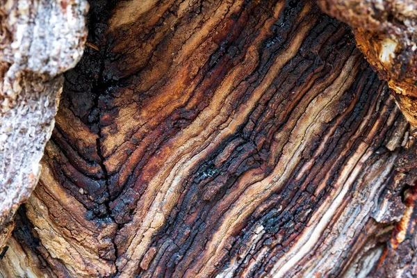 Los Patrones Sobre Madera Forma Las Líneas Madera Abedul —  Fotos de Stock