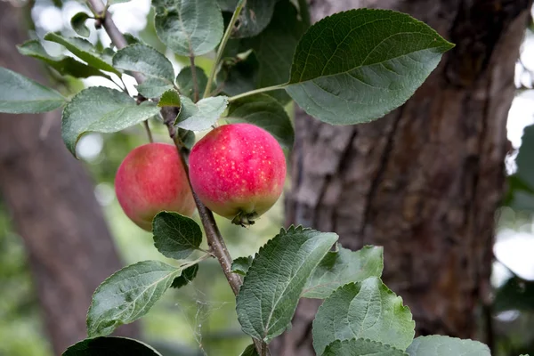 Red Apples Apple Tree Hanging Branch Green Leaves Summer Orchard — Stock Photo, Image