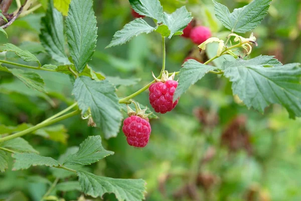 Tre Hallon Bär Som Växer Närheten Grön Gren Hallon Trädgård — Stockfoto