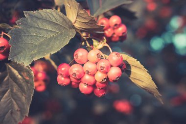 fotoğraf üzerinde bir ağaç dalı parkta doğal yetişme şartlarına büyüyen alıç çilek tonda