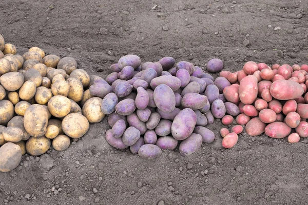 ちょうど掘った地面に白の黒とピンクのジャガイモ — ストック写真
