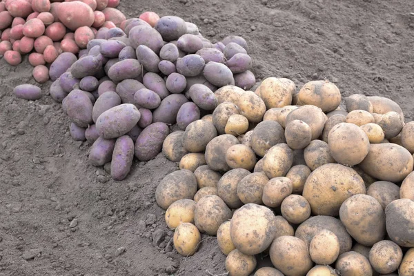 Een Heleboel Aardappelen Een Aantal Aardappelen Van Verschillende Kleuren Een — Stockfoto