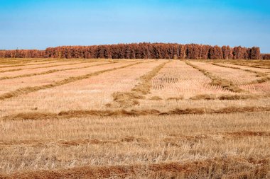 Sonbahar alan renkli bir sıcak, tarama kesme çim alanı ve ufuk için mavi bir gökyüzü
