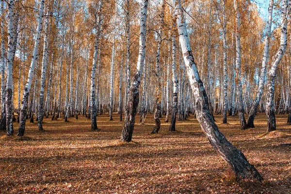 나무의 많은을 자작나무 — 스톡 사진