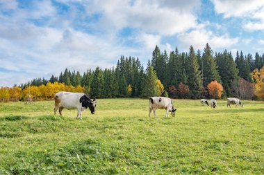 large black and white cow in the foreground in the meadow, autumn trees against the blue sky