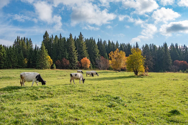 autumn Lu on which cows graze and trees grow with yellow foliage