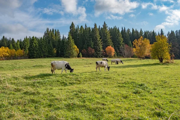 Green Grass Meadow Eat Cow Them Blue Sky Clouds Autumn — Stock Photo, Image