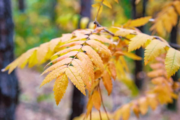 Feuille Automne Jaune Frêne Montagne Sur Fond Forêt Automne Fond — Photo