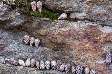 Taştaki satırlardaki duran kozalaklar, taş kahverengi ormandaki açık havada chip.
