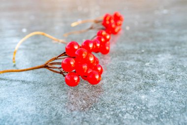 buz üzerinde parlak kırmızı Viburnum çilek anaları