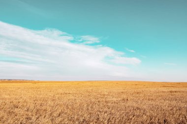mavi gökyüzü ve sarı saksı alanı, ufukta eski sonbahar çim renkli fotoğraf