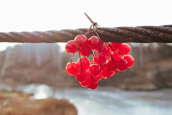 on a thick metal cable hangs a red branch of viburnum, light from the left edge