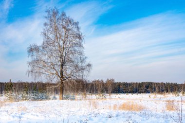 Kışın alanında ağaç, Tüylü kar ve mavi gökyüzü