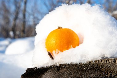 meyve turuncu kar beton levha üzerinde yatıyor