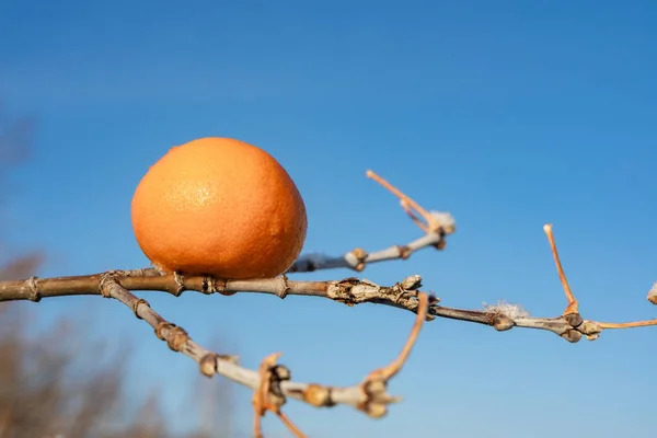 Op een boom tak is een oranje, blauwe achtergrond van de hemel — Stockfoto