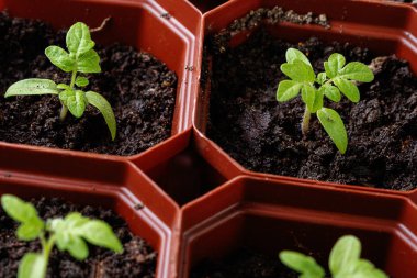 kahverengi kare tencerede fide domates