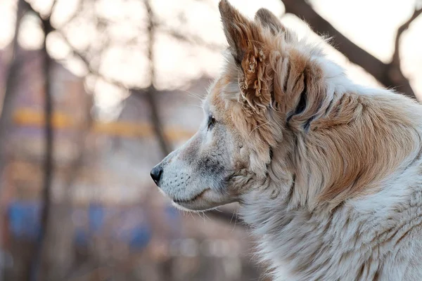 Dakloze Shaggy wit roodharige hond in de herfst tijd — Stockfoto