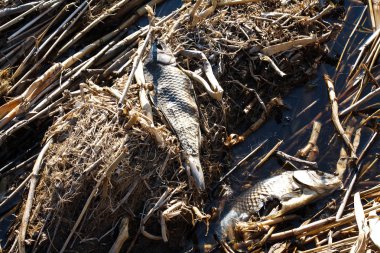 kuru baston üzerinde ölü balık kış denizi, rezervuar ekolojik sorun sırasında öldü