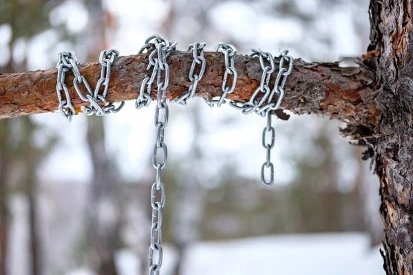 La cadena está enrollada alrededor de una perra de pino, bosque de invierno — Foto de Stock
