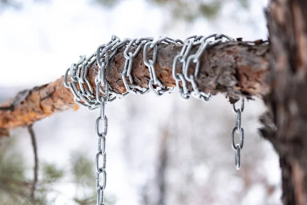 Pin et sa branche est enveloppée dans une chaîne de métal — Photo