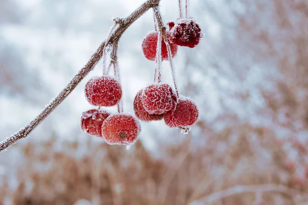 Manzanas rojas en invierno heladas en las manzanas es muy frío, el fondo está borroso —  Fotos de Stock