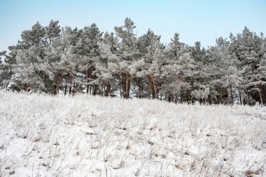şiddetli don sonra don tepeçam ormanı üzerinde