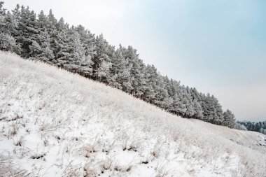Sert bir soğuktan sonra donan kış ormanı soldan sağa doğru iniyor gri gökyüzü.