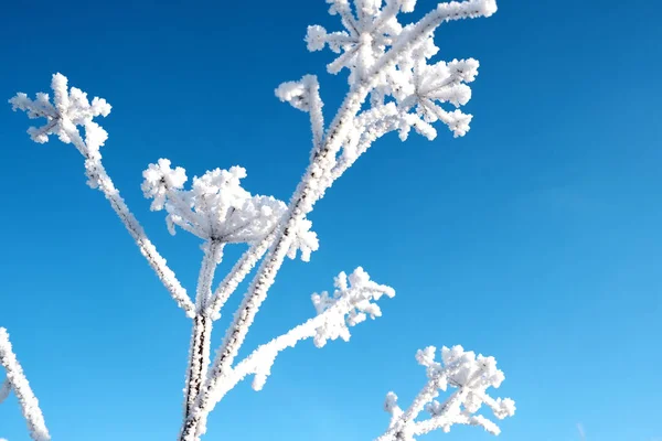 Torrt blad av gräs täckt med kristaller av Frost stora kristaller — Stockfoto