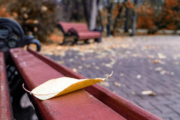 Una hoja de otoño cayó sobre un banco del parque, el fondo está borroso banco en el parque y las hojas cayeron en el suelo — Foto de Stock