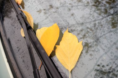 arabanın ön camına düşen parlak sarı yapraklar