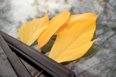 sonbaharda ağaçtan düşen dört sarı yaprak arabanın ön camında