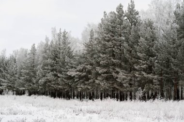 Rusya'da şiddetli soğuk kış çam ormanı
