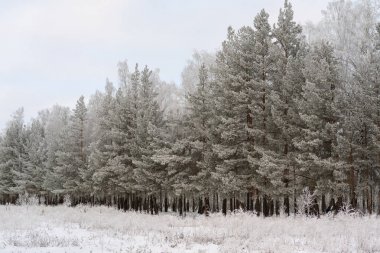 Şiddetli bir dondan sonra kış ormanı, ağaçlar buzla kaplandı.