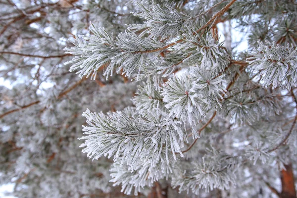 De grenar av tallar på vintern täckt med frost efter — Stockfoto