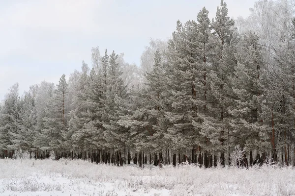 Şiddetli bir dondan sonra kış ormanı, ağaçlar buzla kaplandı.