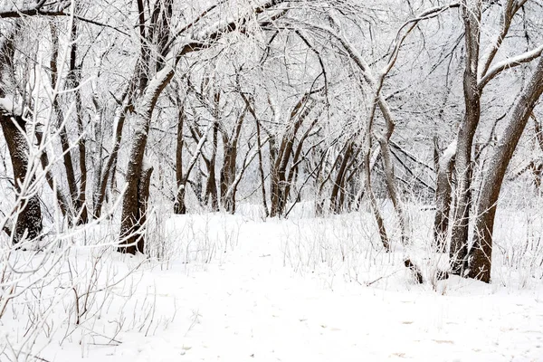 Winter deciduous forest and trees in it are covered with strong frost after frost — 스톡 사진