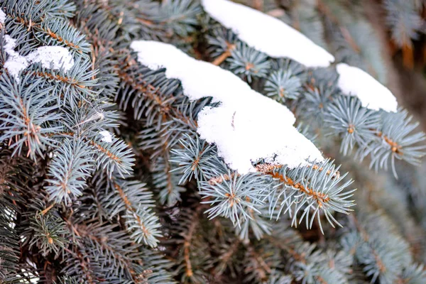 Winter branches blue spruce growing on the street — Stock Photo, Image