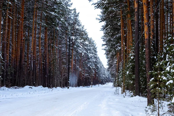 forest and road in the forest in winter along the road supports