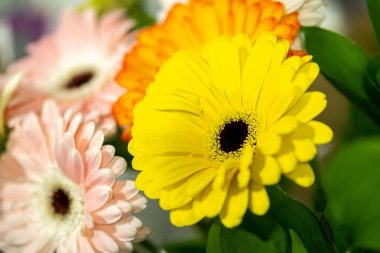 farklı renklerde gerberas buketi yakın çekim