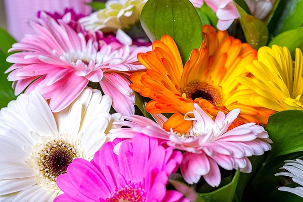 Gerbera különböző színű közeli virágok egy csokor — Stock Fotó