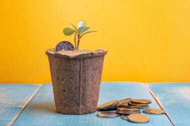 büyüyen bitkiler sikke ve bitki için konteyner, Rus sikkeleri ruble bir demet yanında dağınık