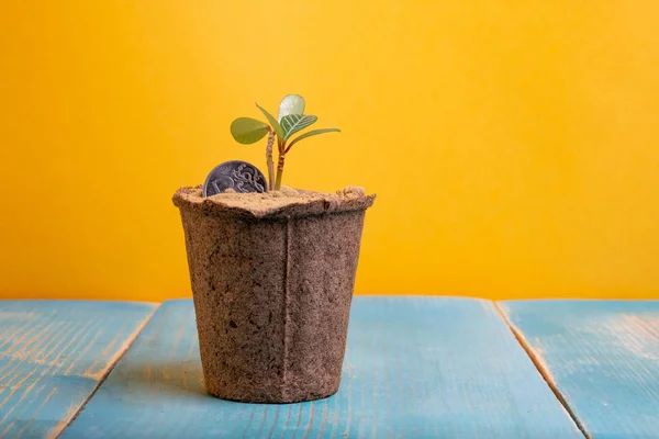 Pièce plantée pour la croissance dans un récipient avec une plante maison — Photo
