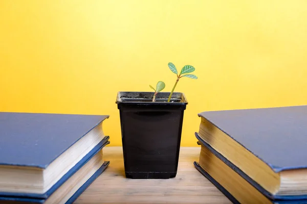 black container for home plants standing between two books