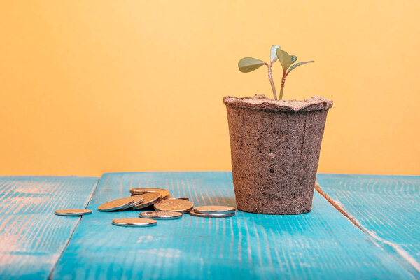 coins are scattered near the pot with a home flower, crop production and money