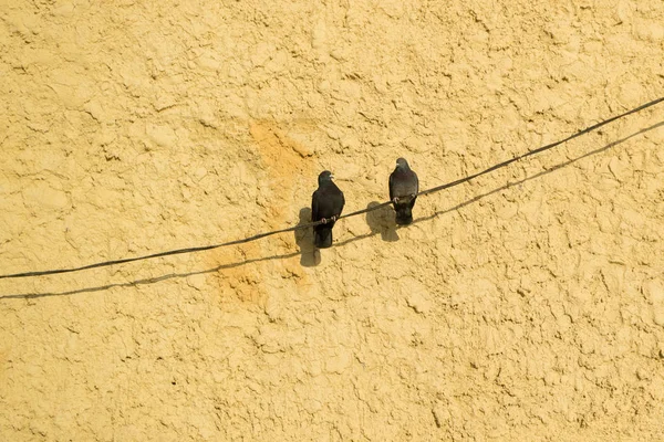 两只鸽子坐在电线上，看着对方，背景墙是黄色的 — 图库照片