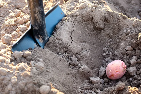 En las papas molidas que ahora cavo con una pala, el proceso de plantar papas —  Fotos de Stock
