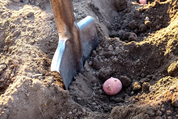 Una pala de metal se inserta en el suelo junto a la pala de patatas para la siembra —  Fotos de Stock